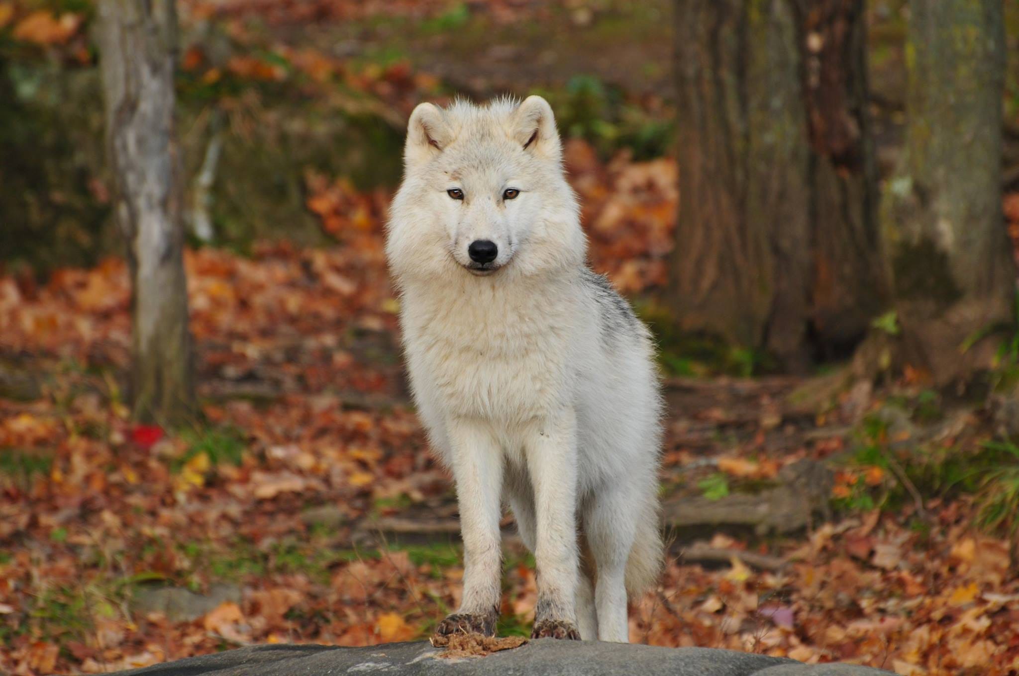 Wolf.jpg