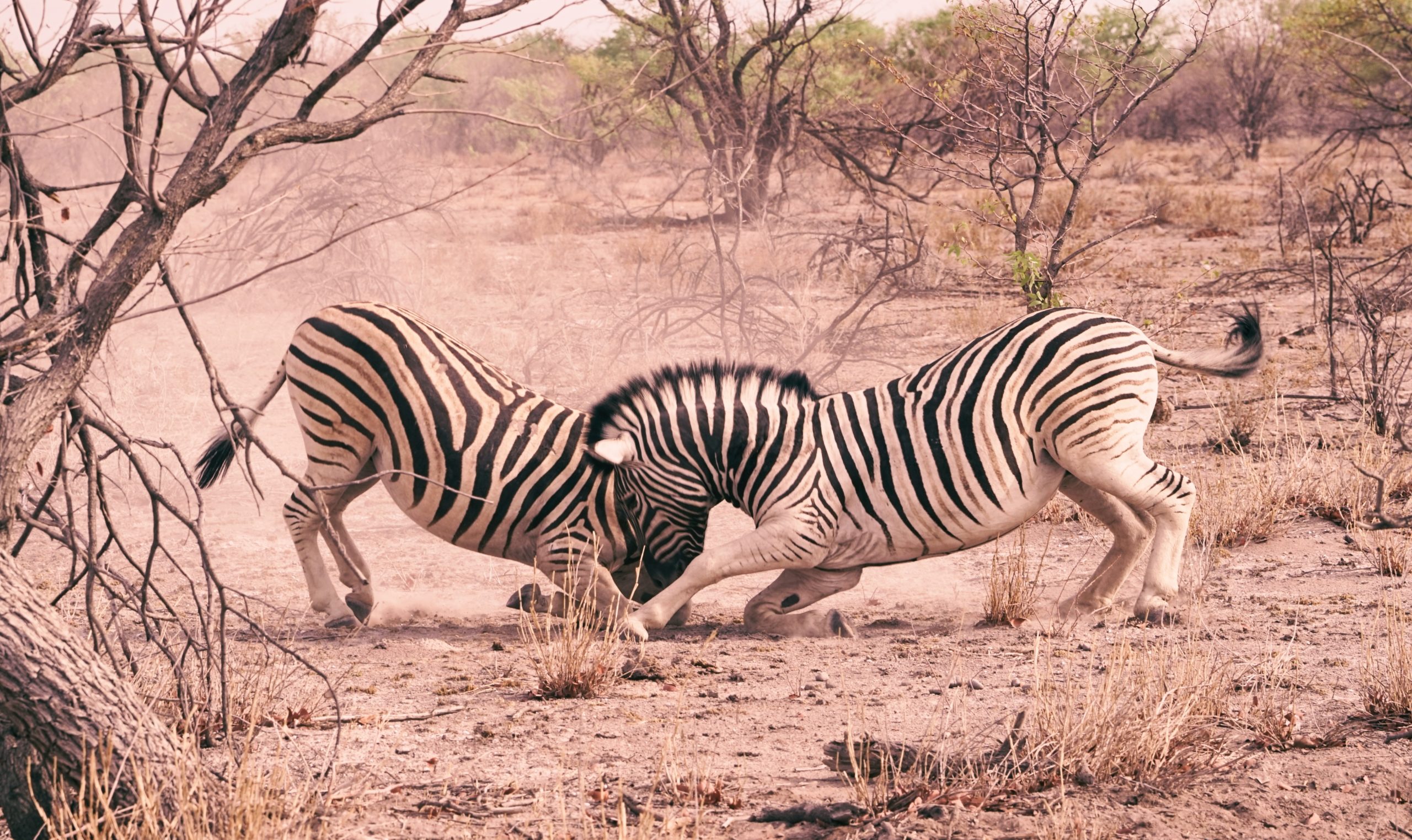 Zebras.jpg