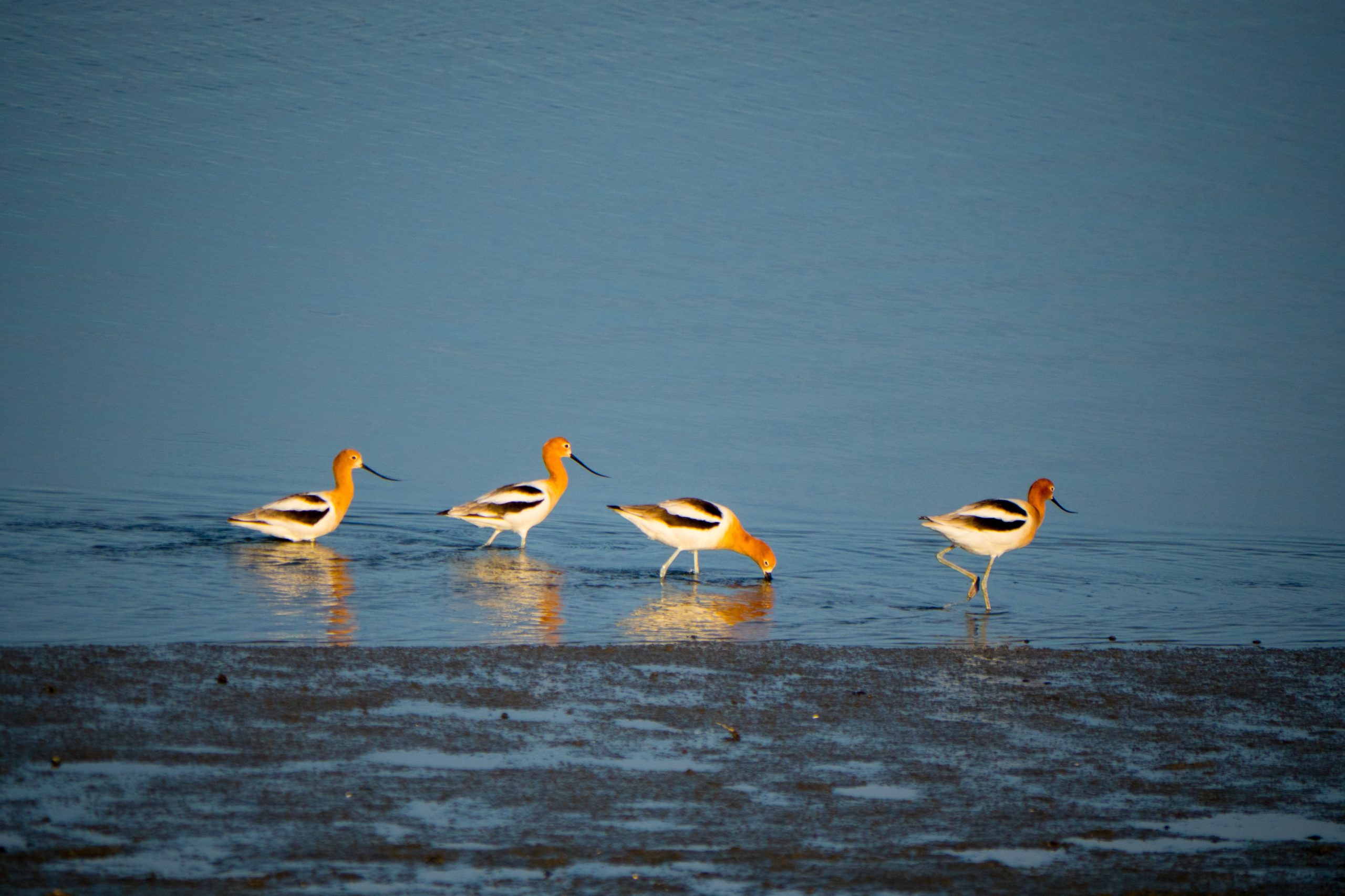 four birds by Anchor Lee (4608x3072 4.22MB).jpg