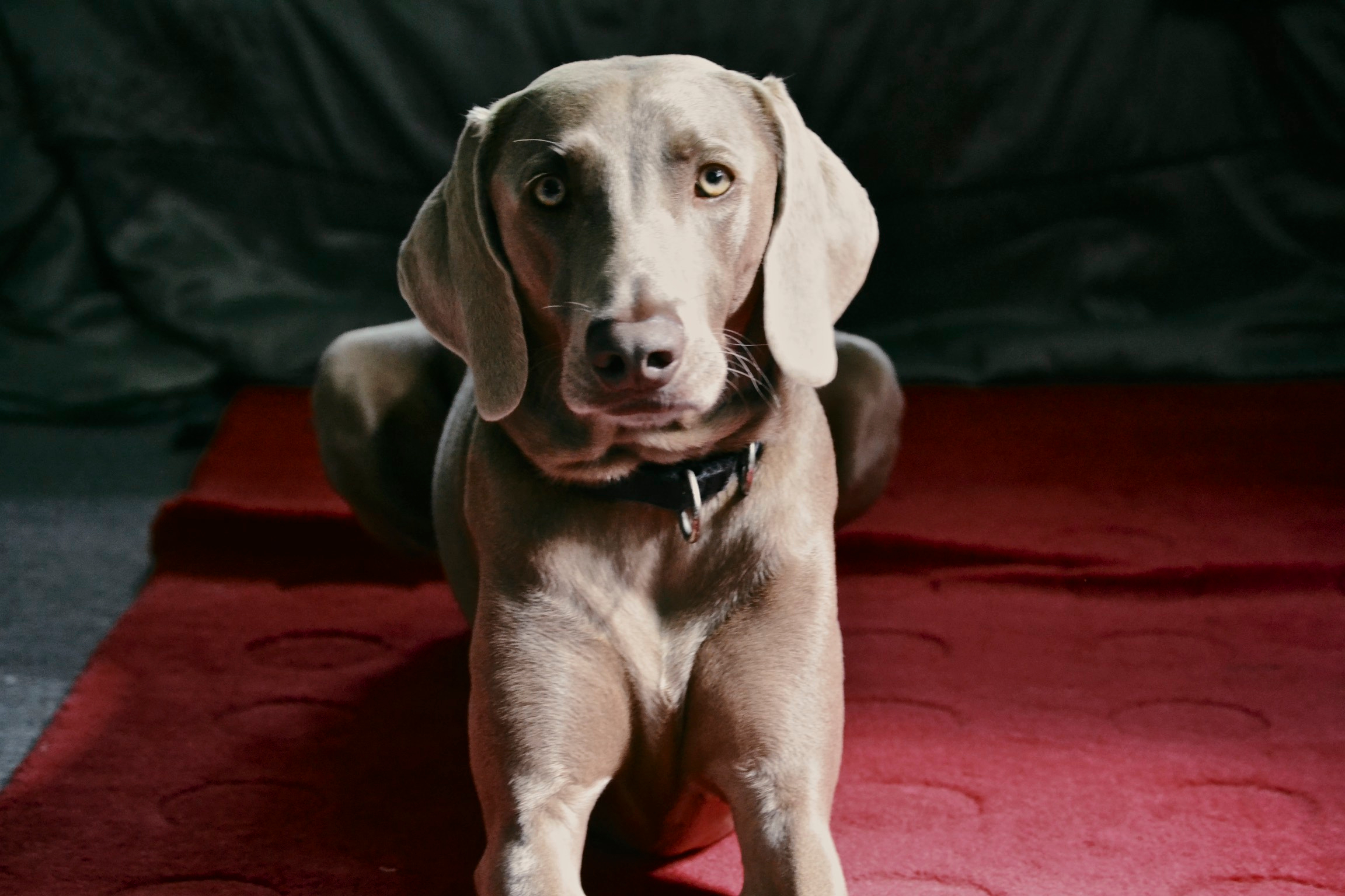 dog.jpg