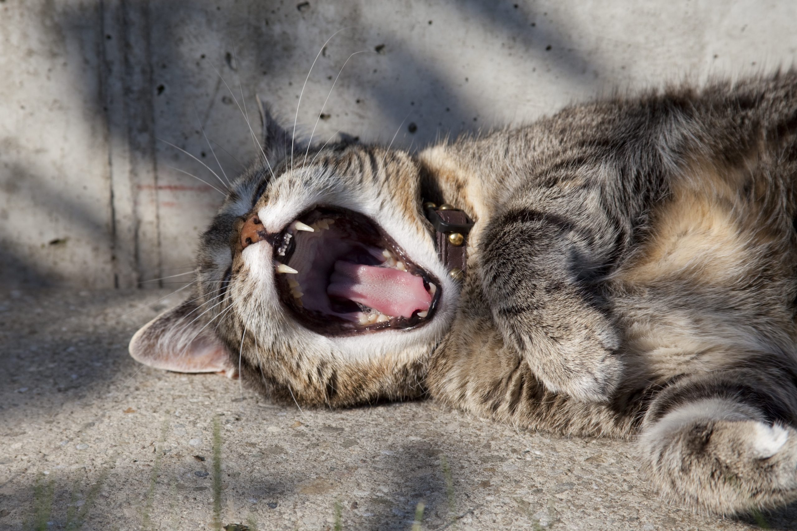 cat teeth.jpg