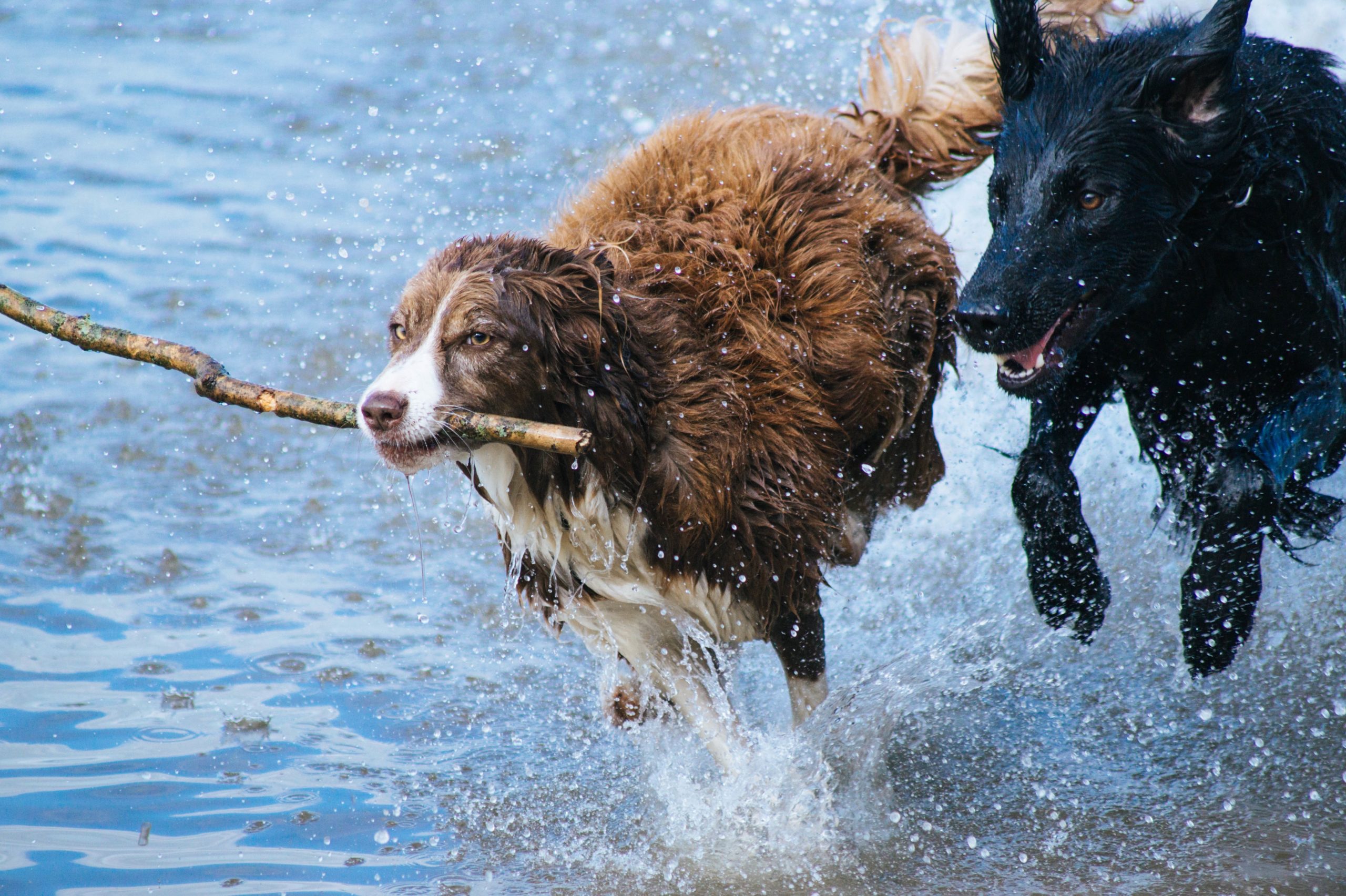 dogs.jpg