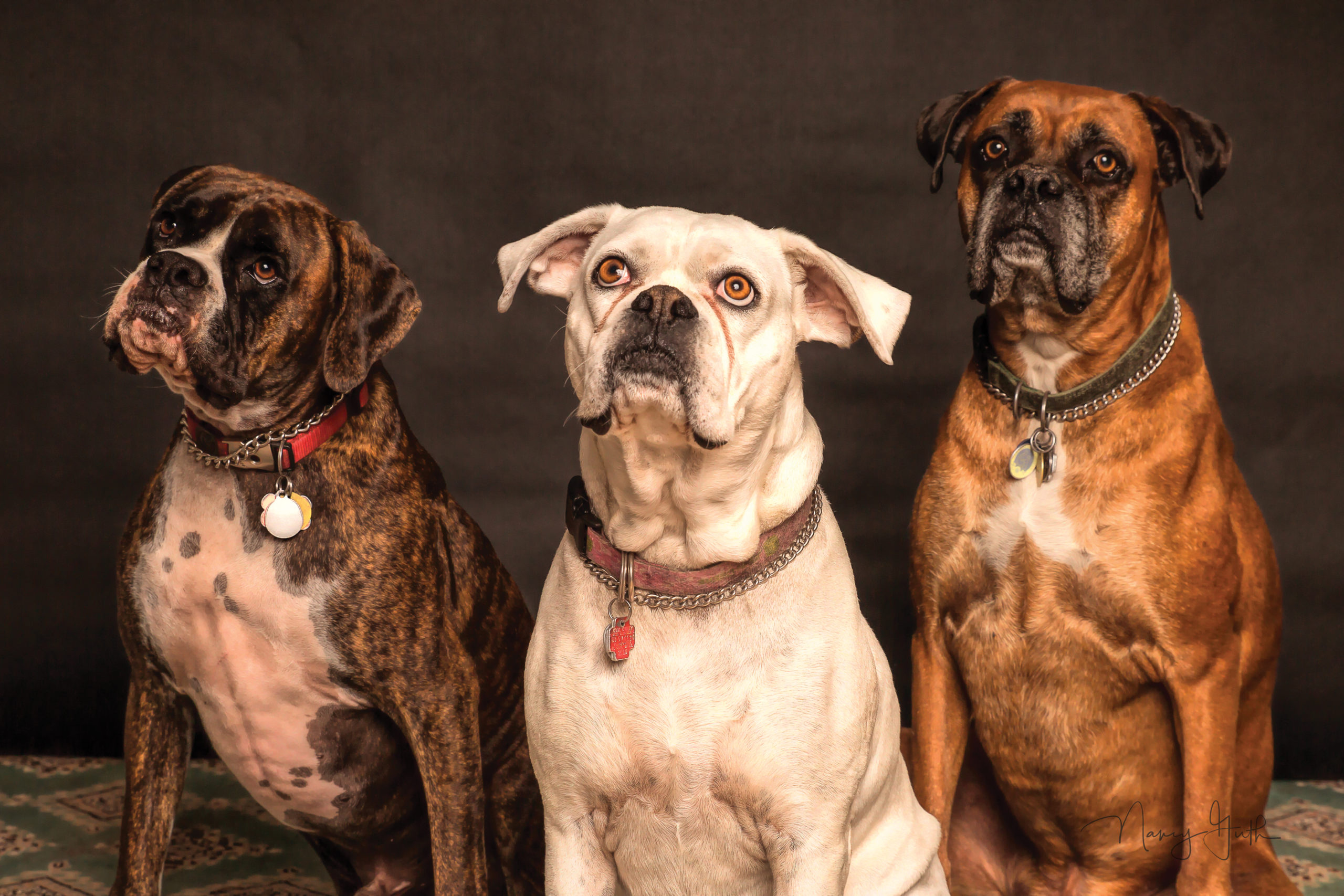 Three Dogs.jpg