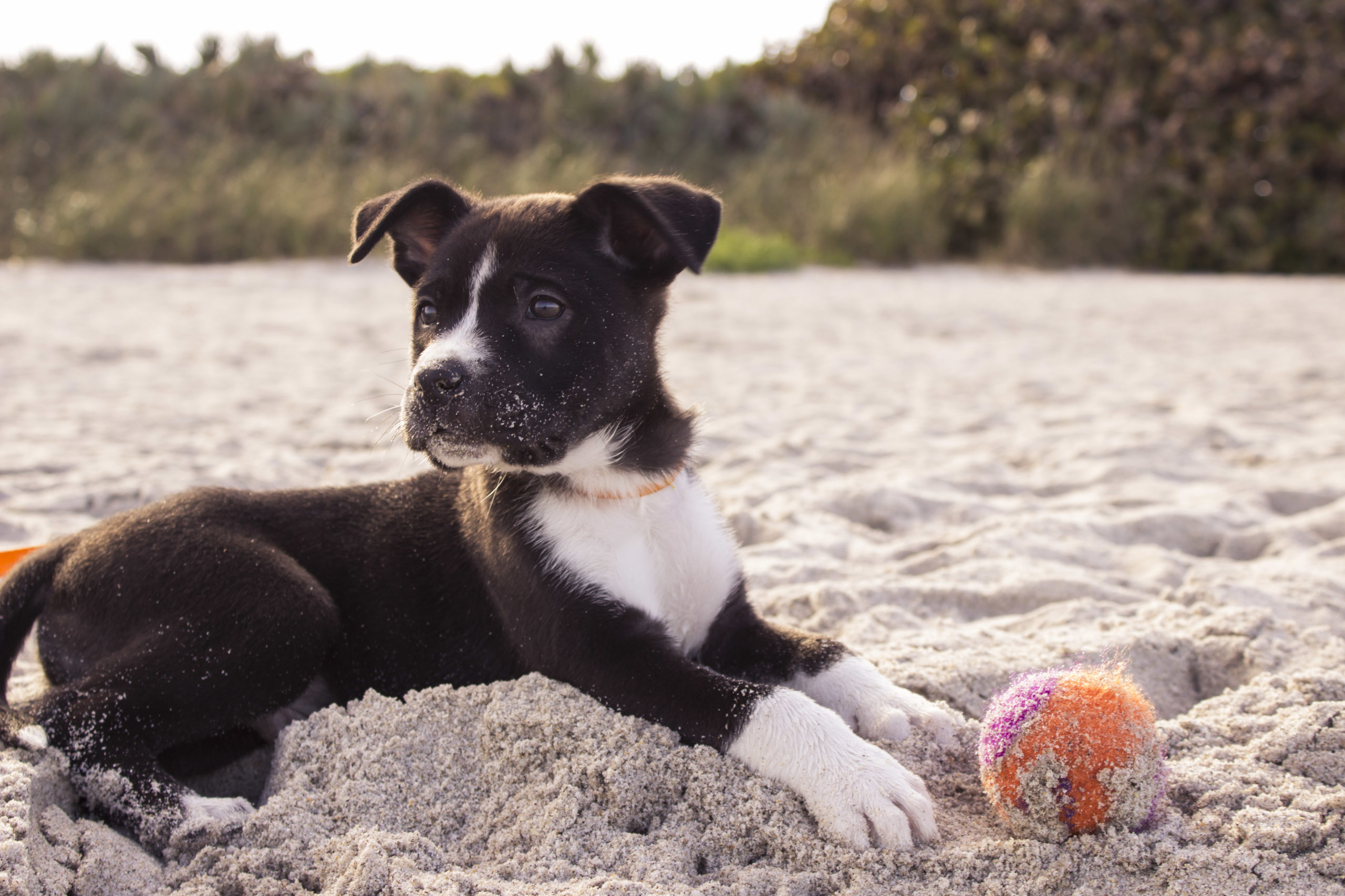 dog dig.jpg