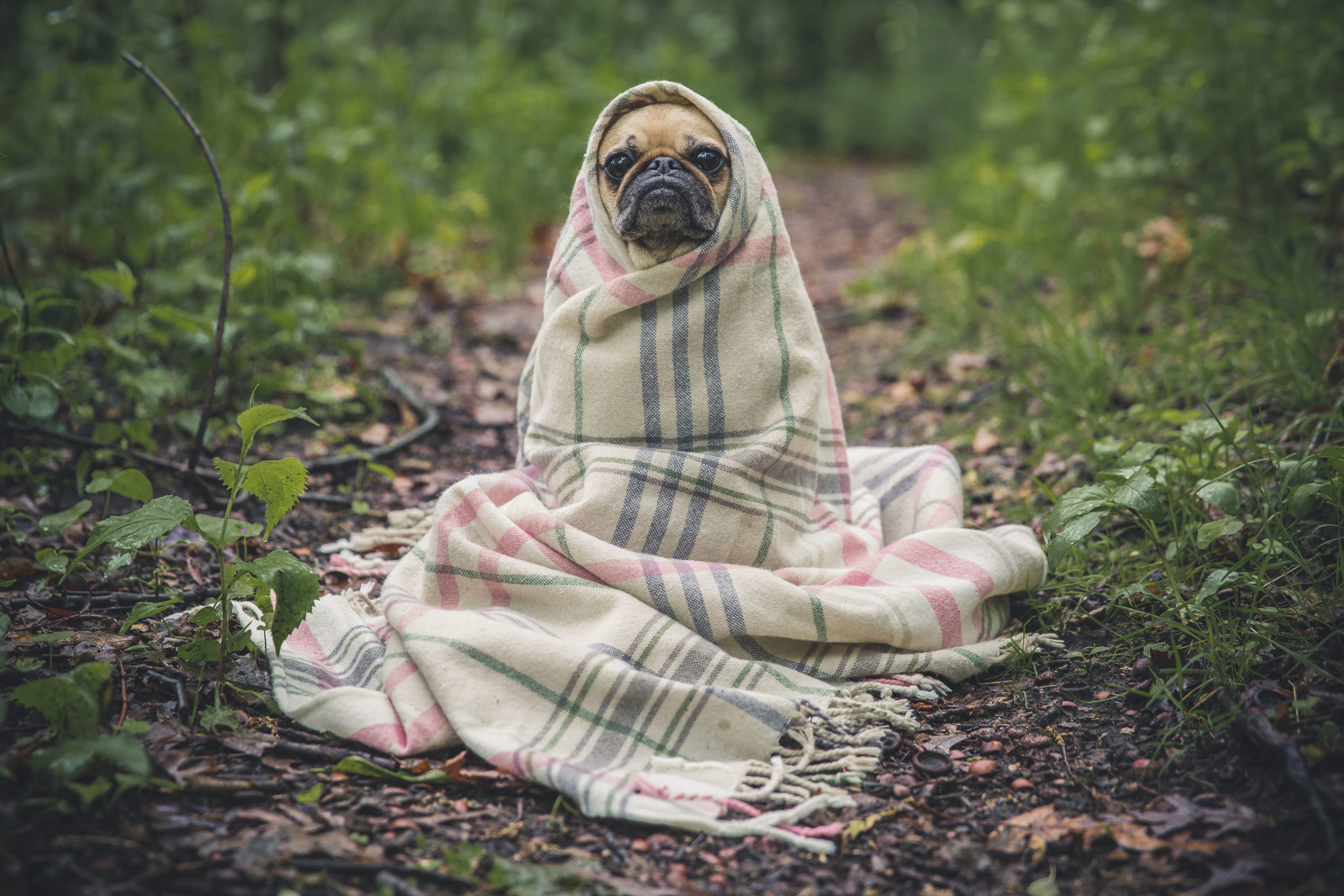 hidden dog.jpg