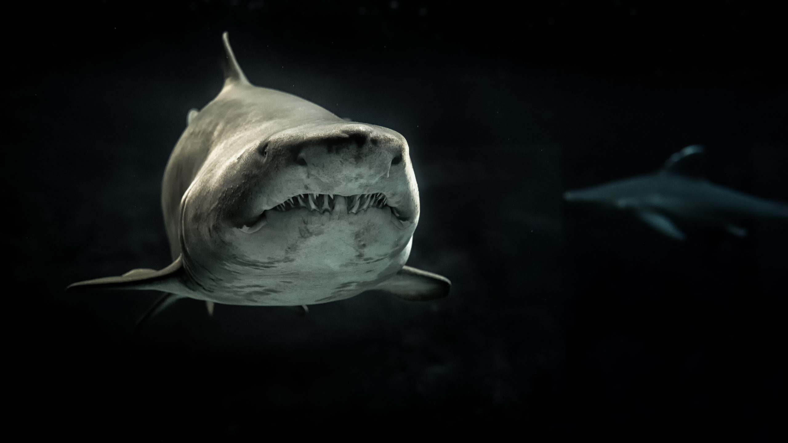 shark.jpg