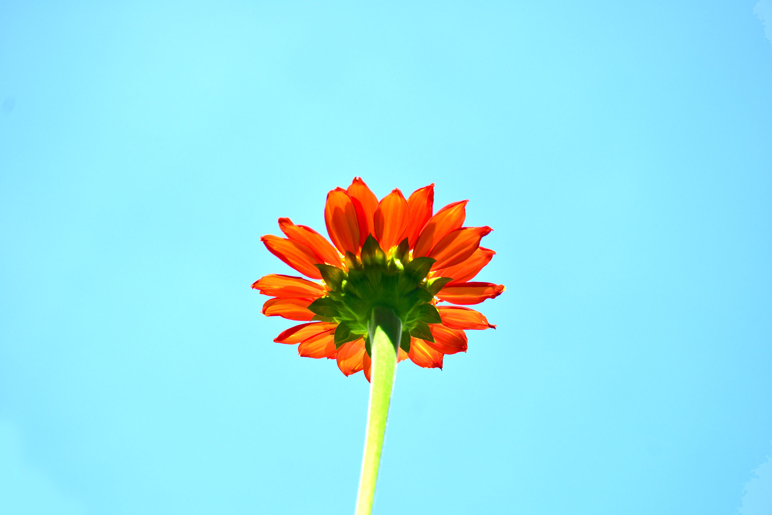 FlowerUnderside.jpg