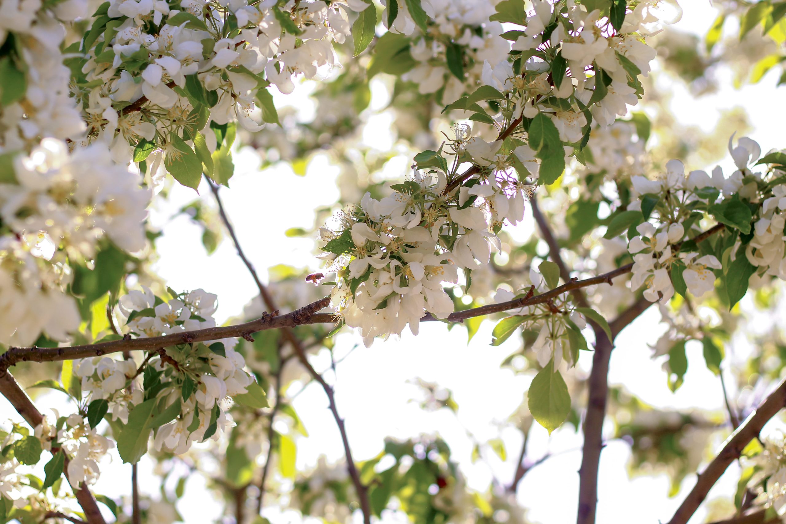 flowers.jpg