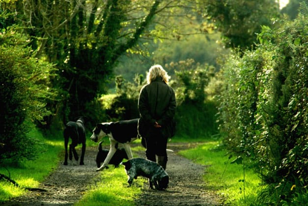 Defending against Veterinary Board Complaints