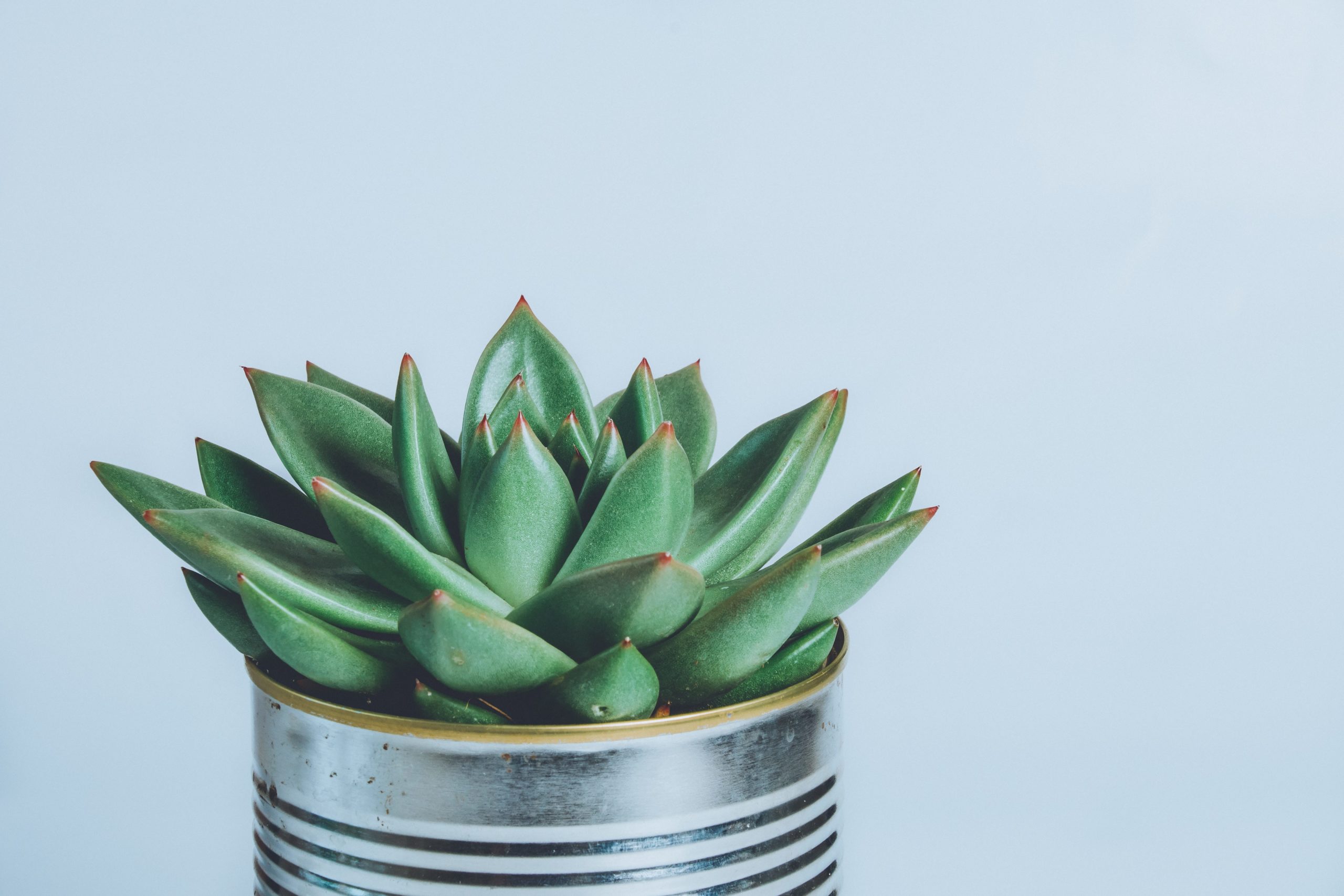 succulent.jpg