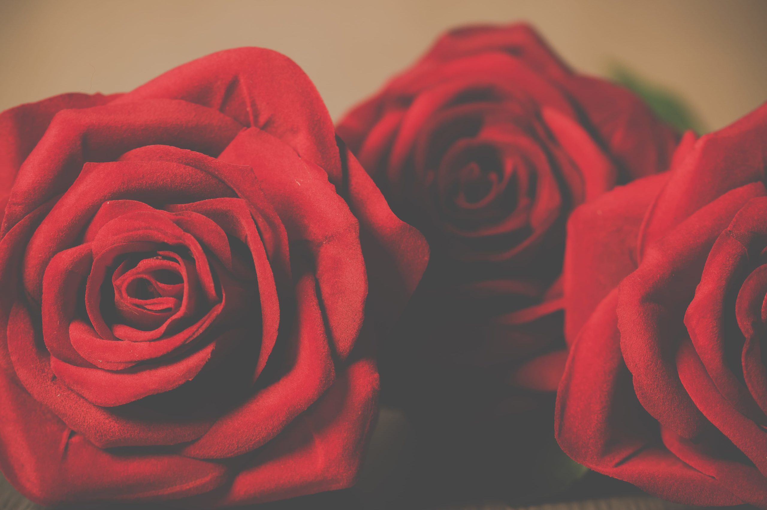 Roses.jpg