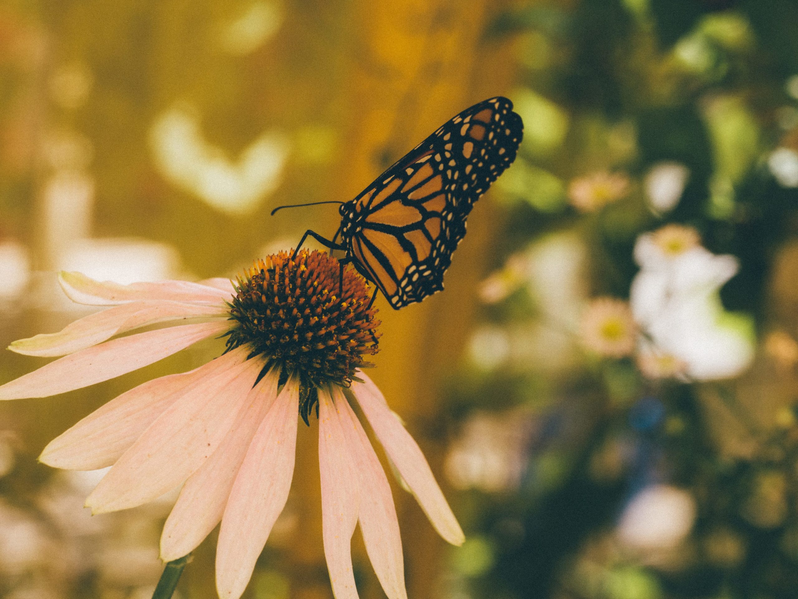 Butterfly.jpg
