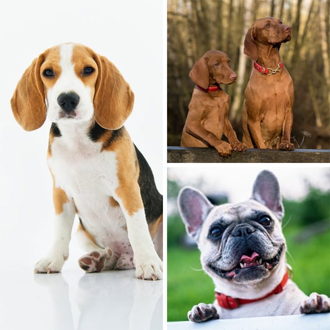 Veterinary-Case-Study.jpg