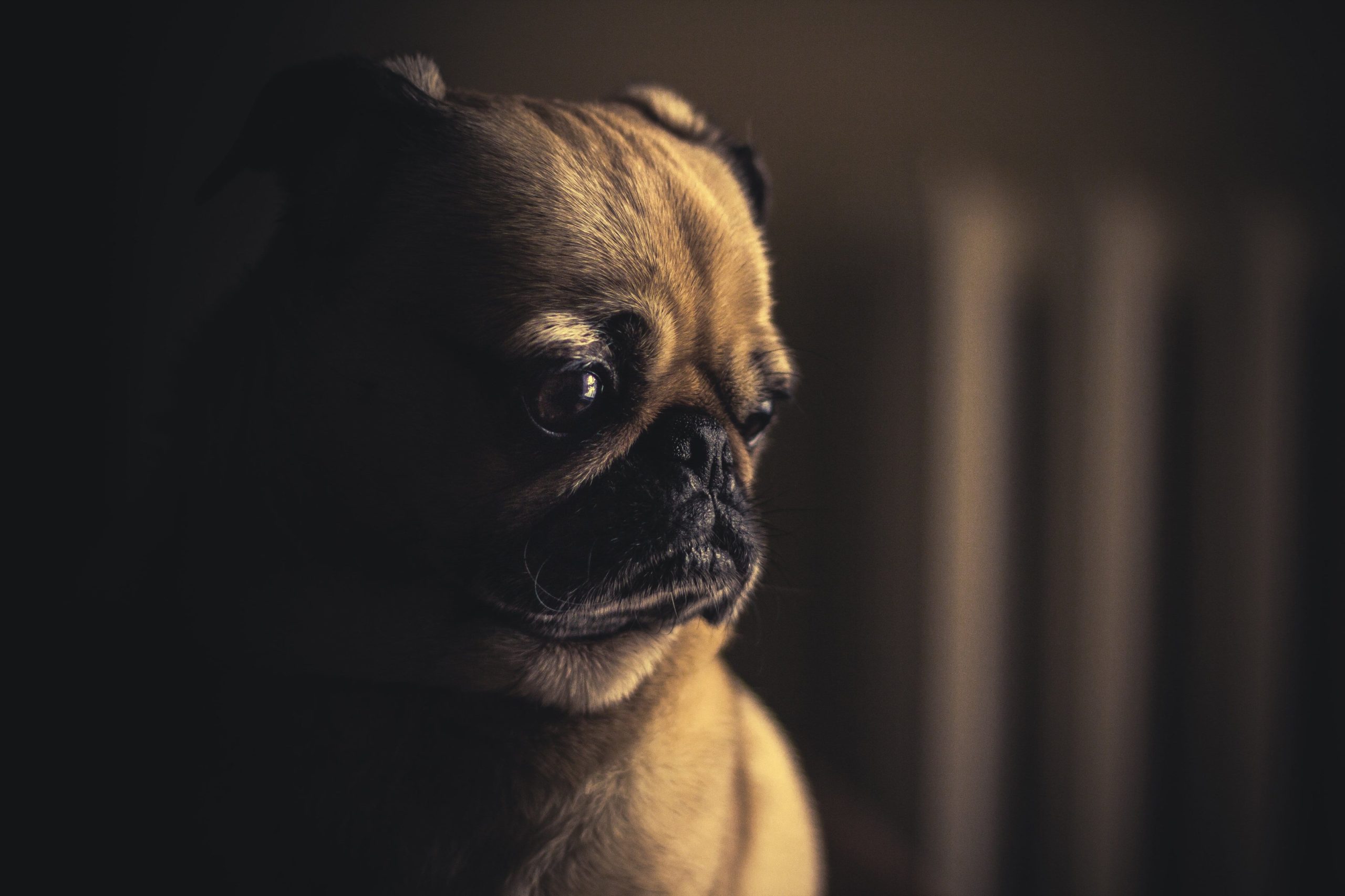 Pug.jpg