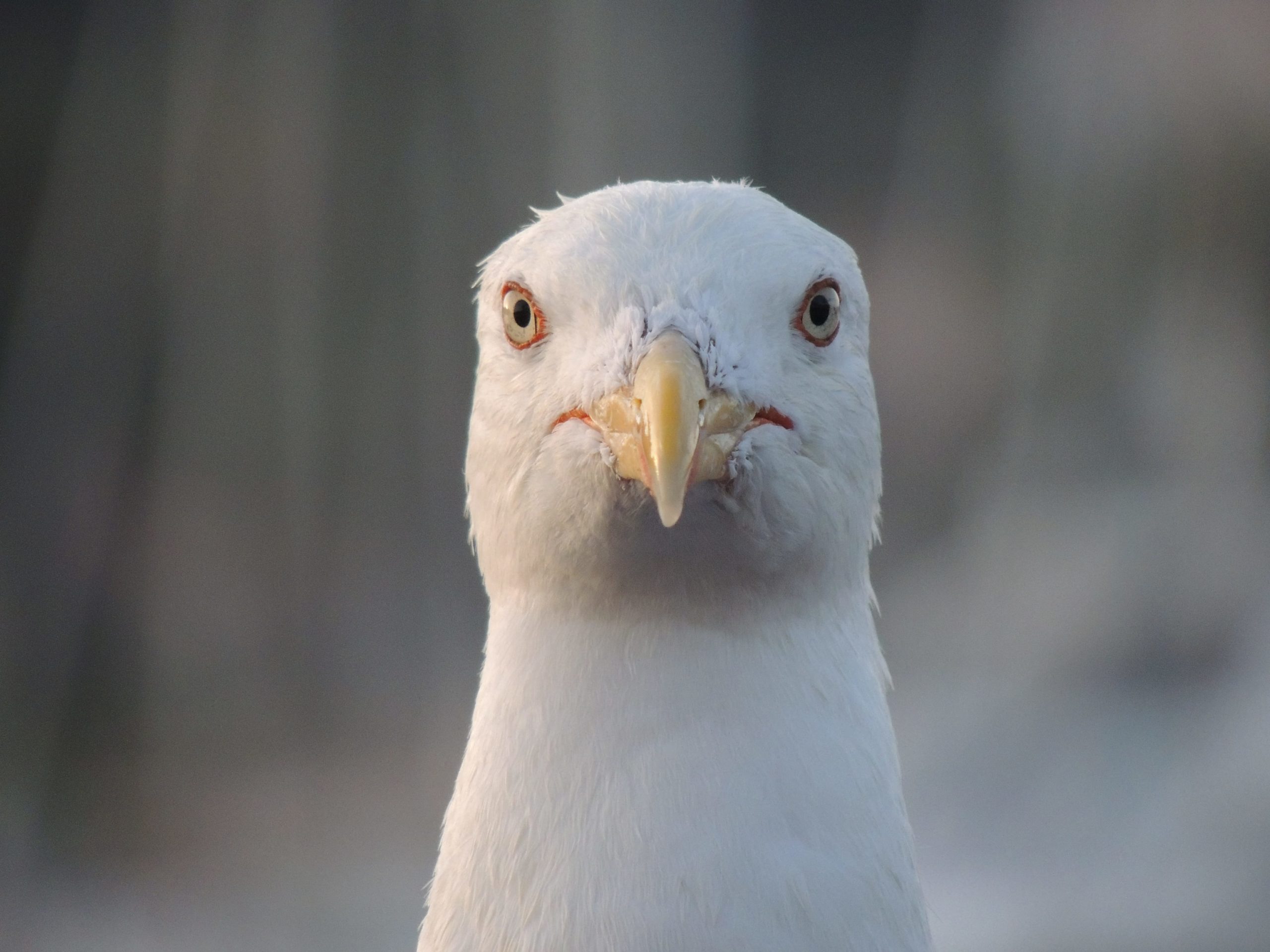 whitebird.jpg