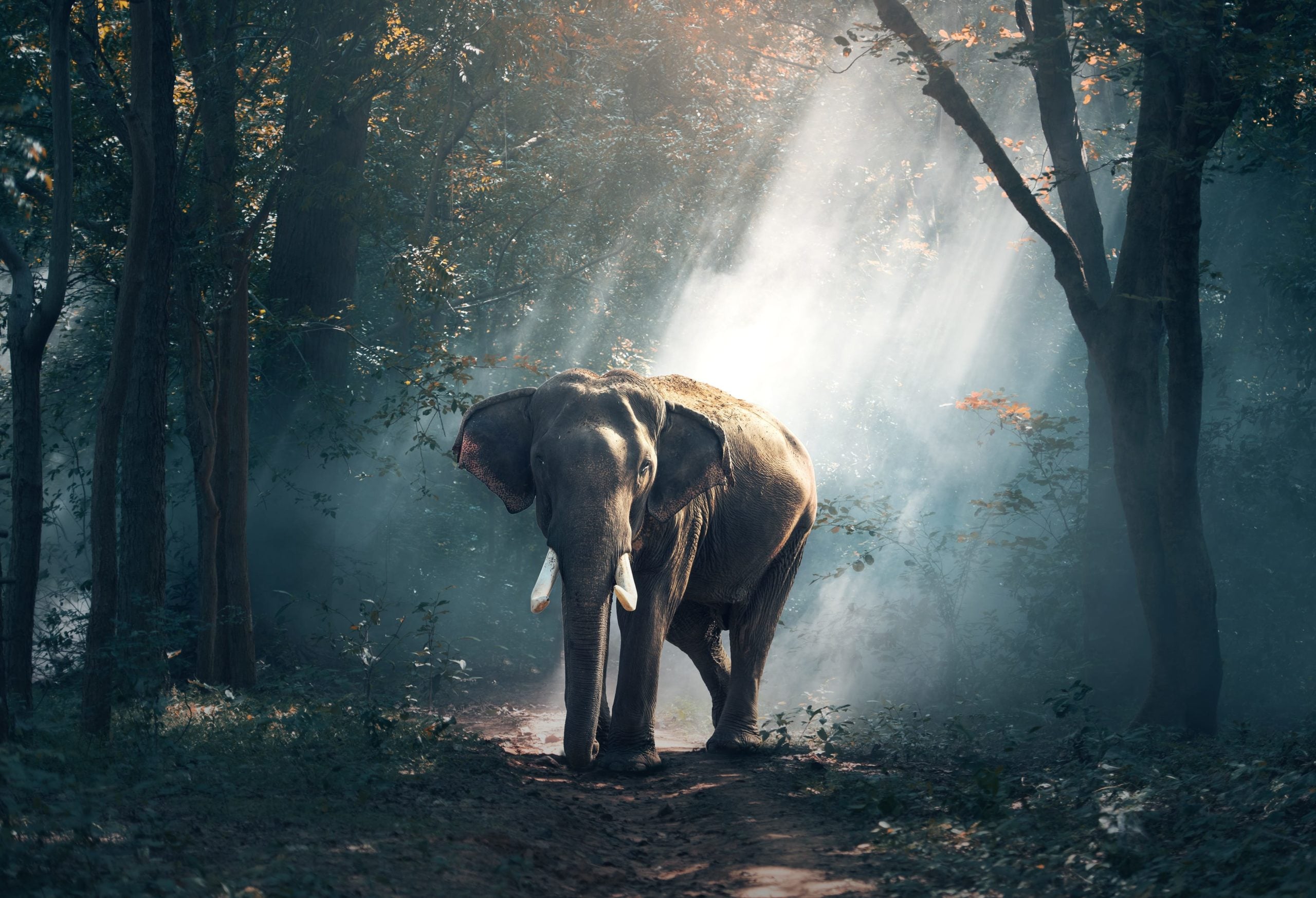 Elephant.jpg